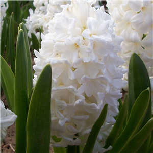 Hyacinth 'Aiolos' Loose Bulbs